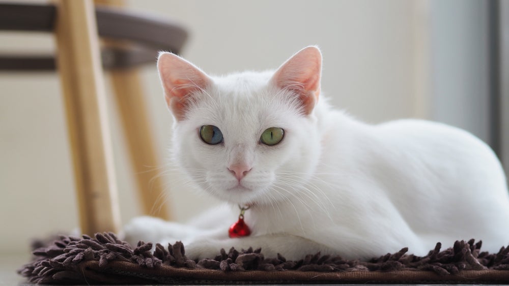 O Khao Manee é uma verdadeira graça e tem tudo para ser uma das raças de gatos brancos mais amadas!