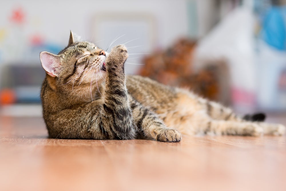 Lambidas em excesso na pata de gato podem ser indicativo de problemas.