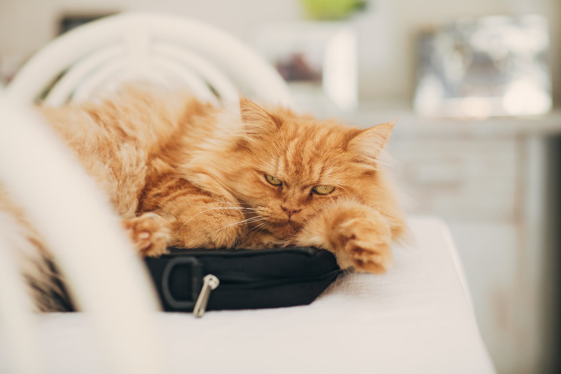 O Persa tem cara de gato bravo, mas é totalmente dócil e carinhoso