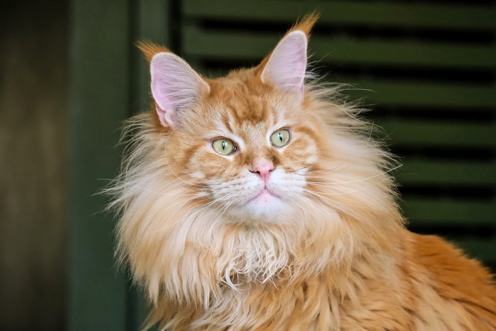 A aparência do gato Maine Coon é imponente e os pelos remetem a uma juba de leão