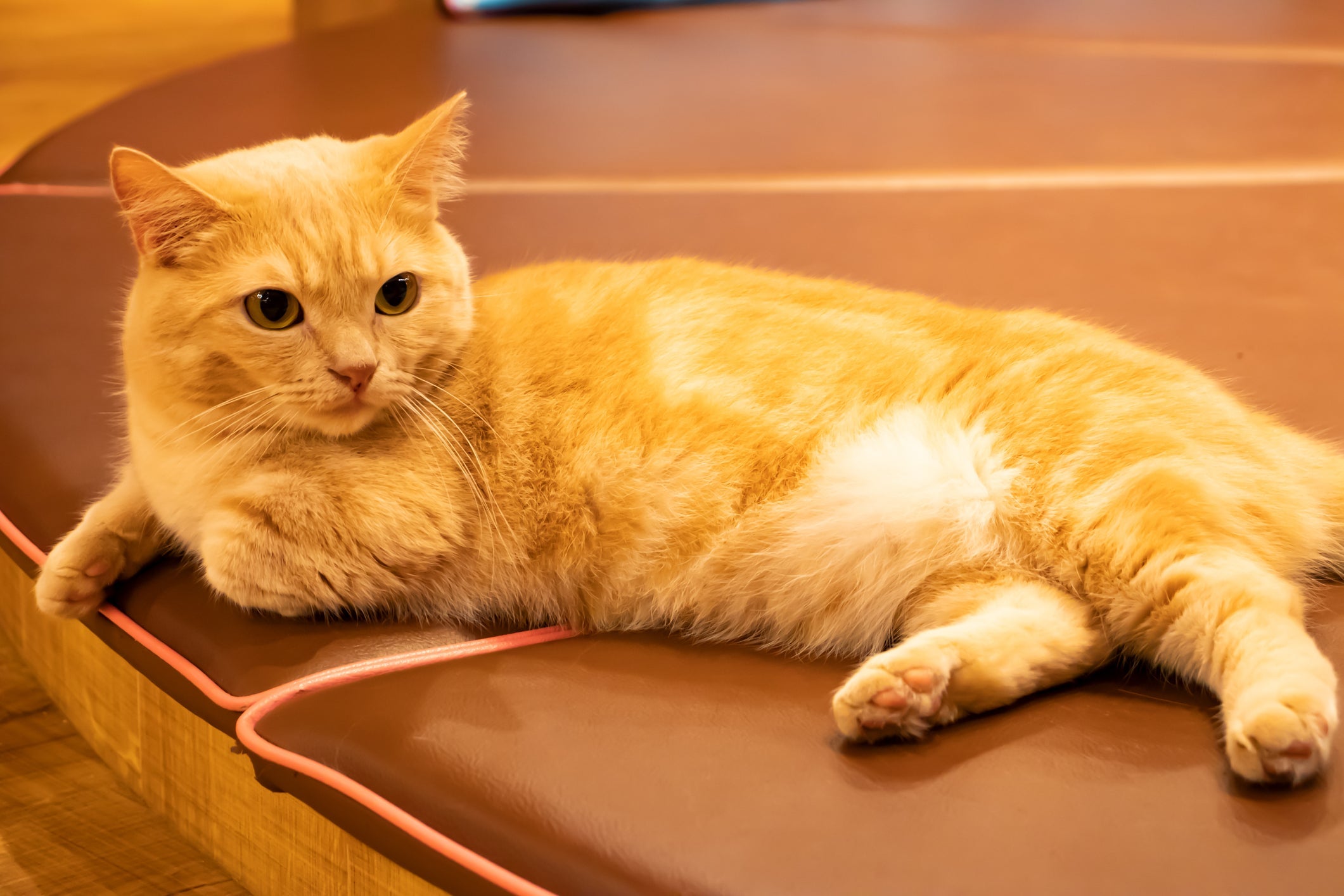  O gato laranja Munchkin também é chamado de ‘gato salsicha’