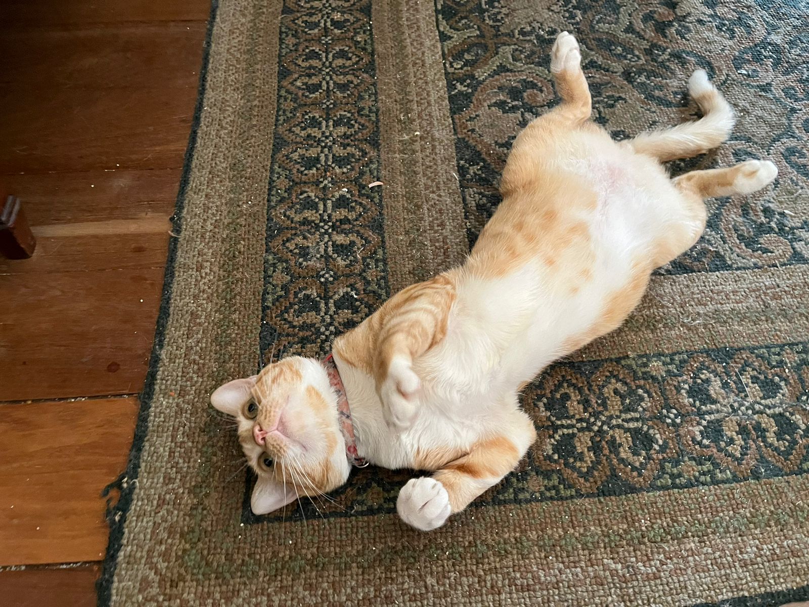 O gato laranja e branco também tem a personalidade de um laranjinha