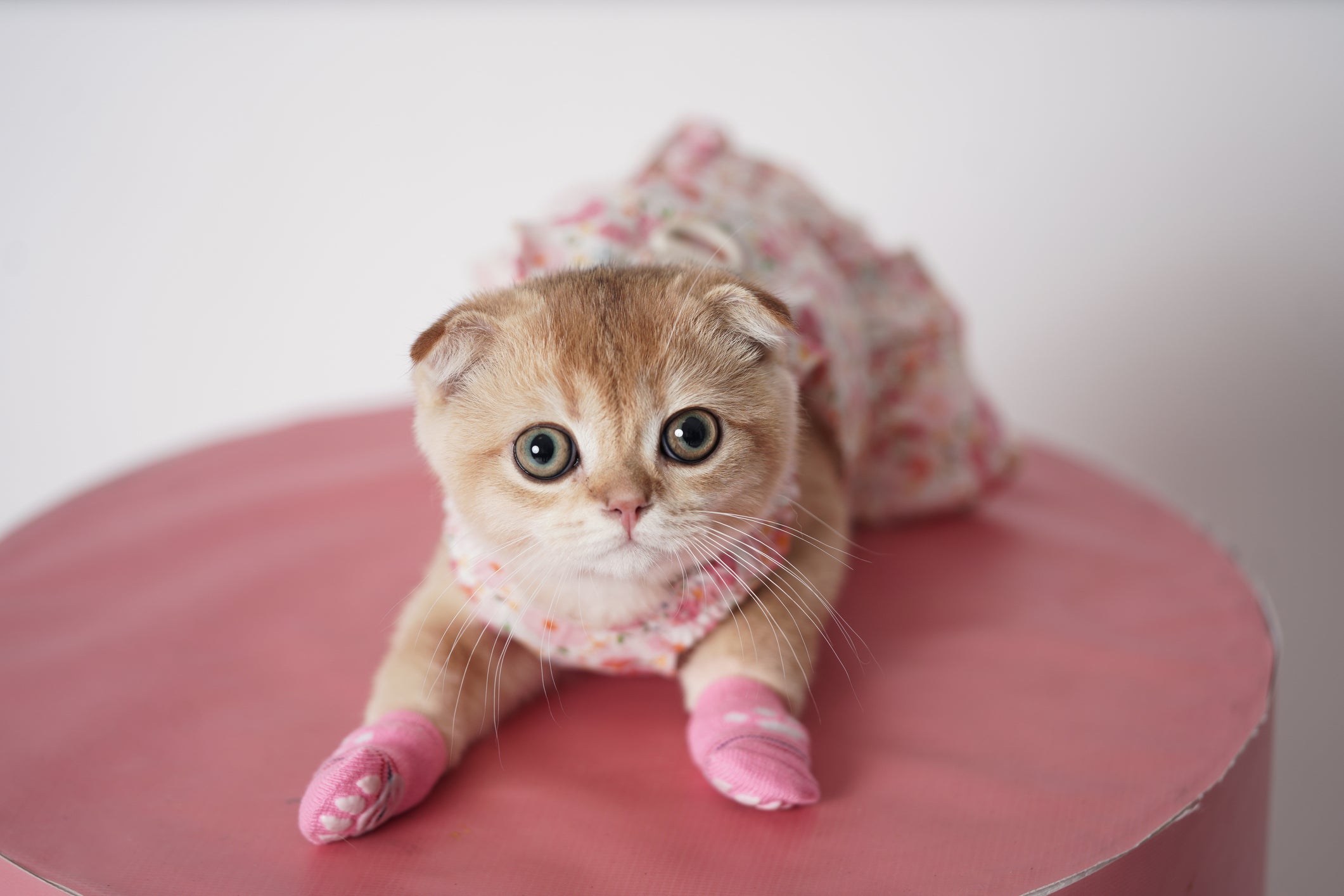 Orelhas caídas e olhos redondos são a principal característica do Scottish Fold