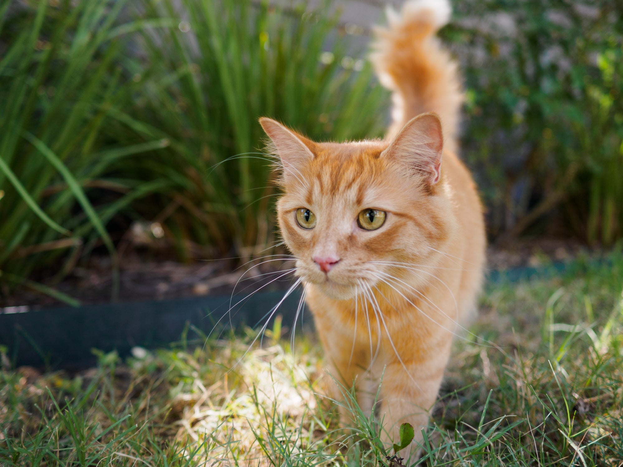 As características físicas do gato vira lata laranja varia de acordo com os ancestrais do felino 