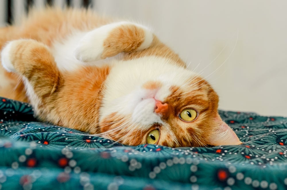 Os gatos laranjas são dengosos, brincalhões e muito curiosos