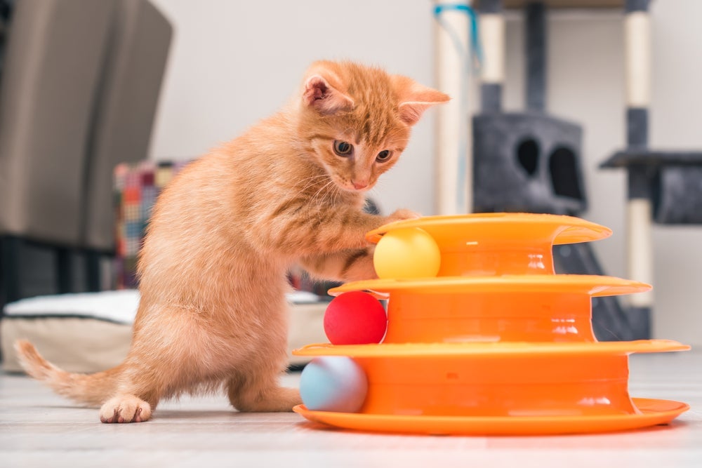 O gato laranja filhote mostra desde cedo que é esperto e divertido