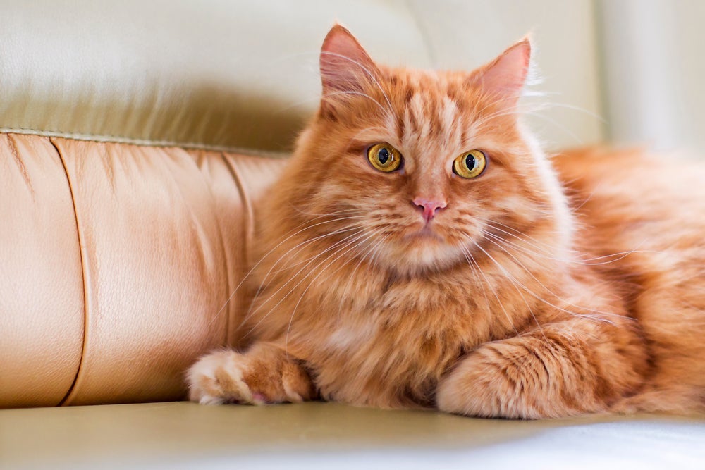 Até existe gata laranja, mas é bem menos comum