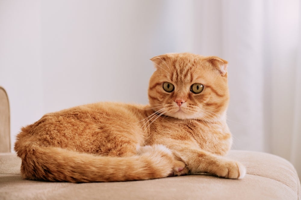 Gato laranja, filhote ou adulto, tende a ser bem preguiçoso, mas com espírito brincalhão