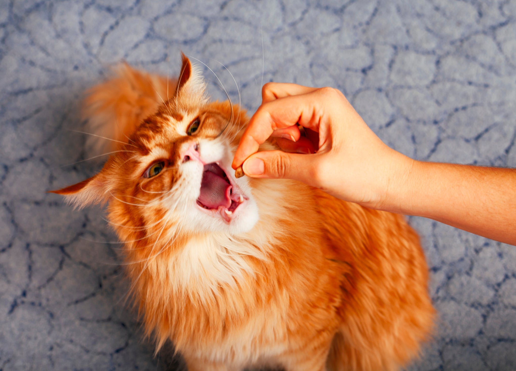 O gato laranja é guloso e apaixonado por comida 