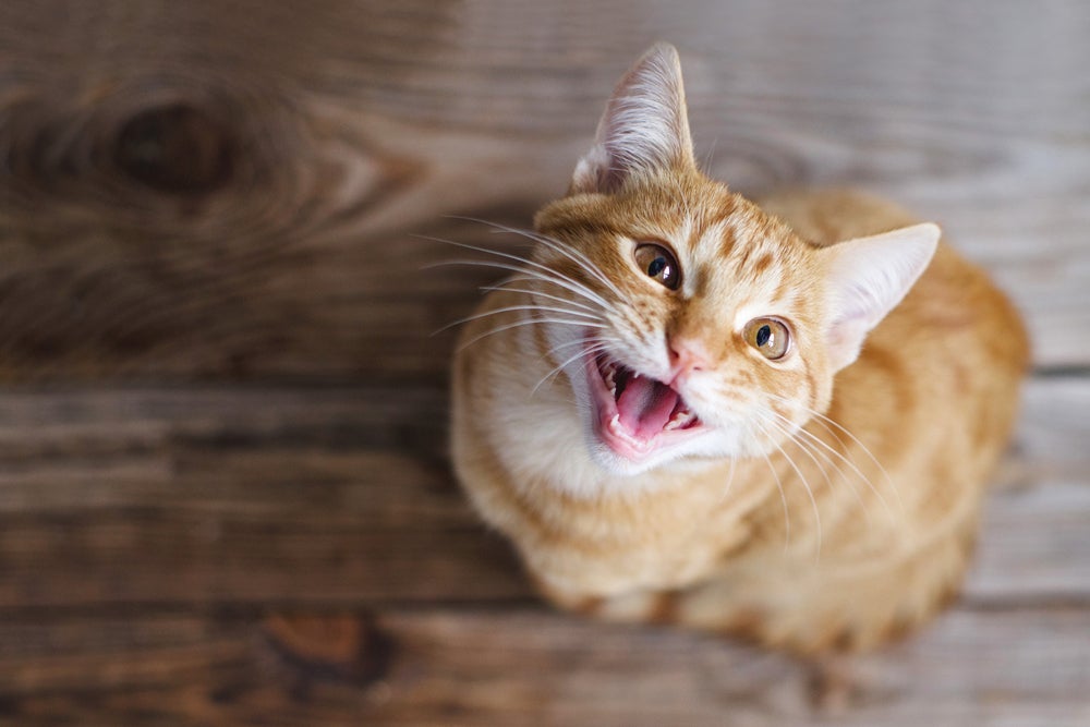 Gato ruivo está mais propenso para desenvolver lentigo, as famosas sardinhas