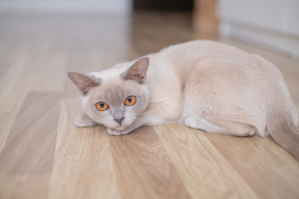 Uma das cores de gato mais difíceis de encontrar é o lilás