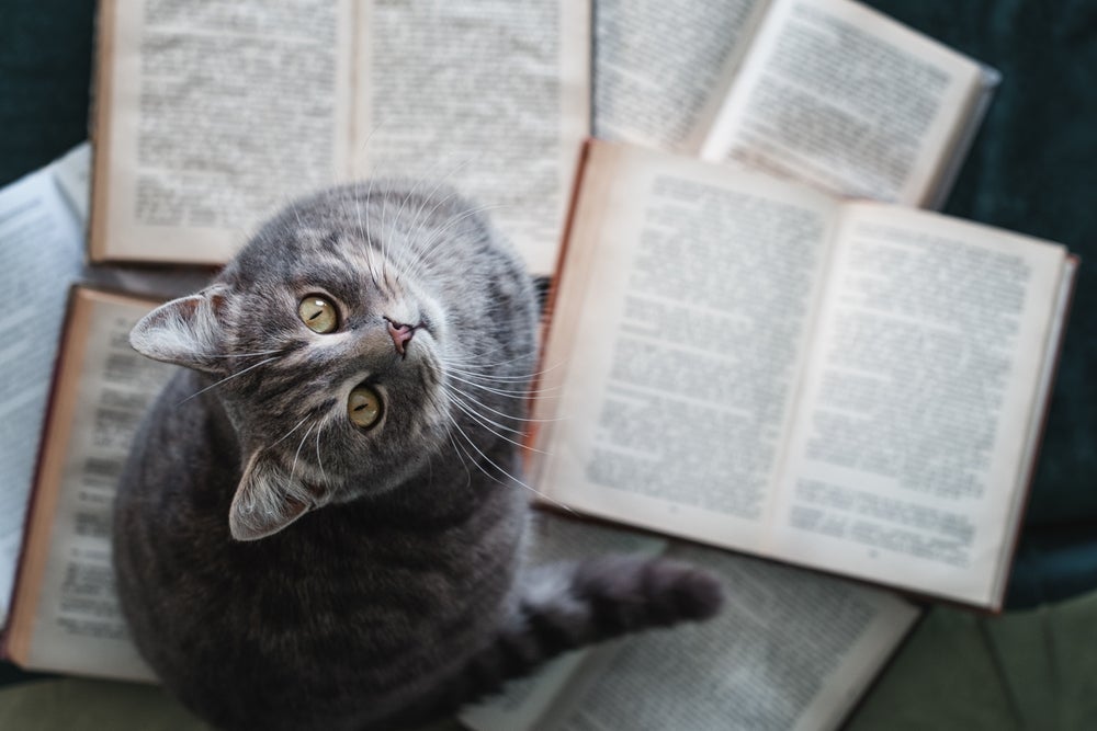 Muitos livros retratam os gatos em suas histórias