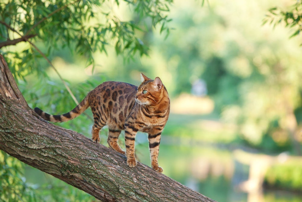 O Bengal é um dos gatos mais caros que existem