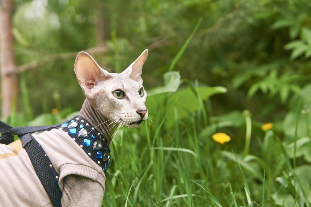 Peterbald está entre as raças de gatos mais caros