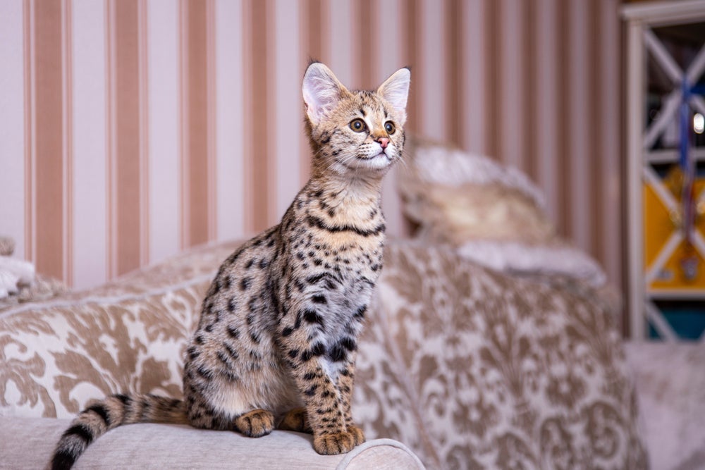 Raças de gatos mais caros: Savannah tem preço de acordo com a geração