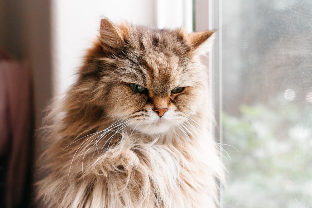 Quando se trata de um gato bravo, é bom tentar identificar a causa do problema