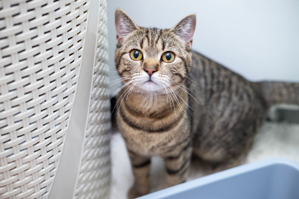 Os gatos malhados são super curiosos e observadores