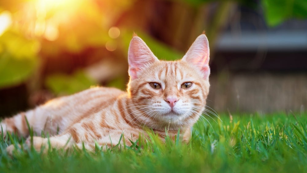 O gato malhado pode ter diferentes bases de cores