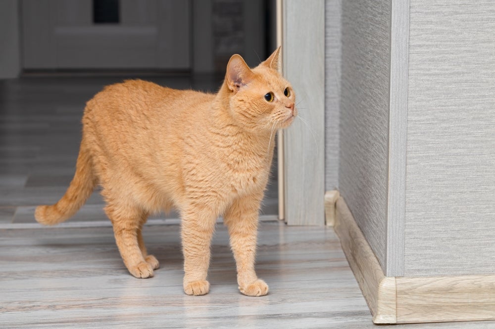 Para ajudar o gato mancando, a melhor alternativa é procurar um médico veterinário