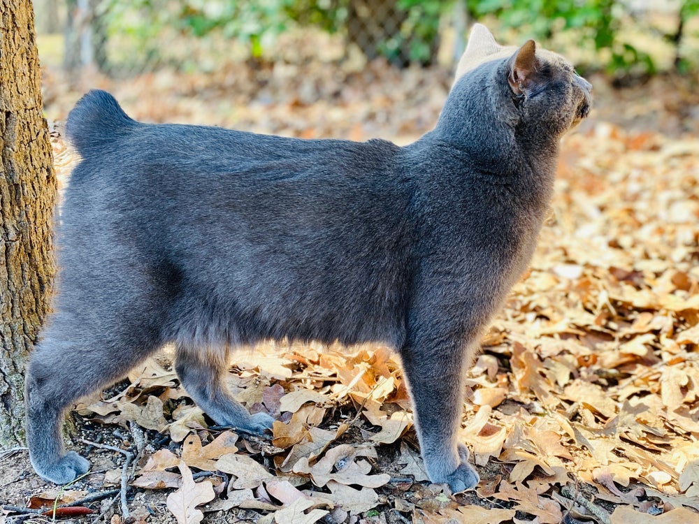 O Manx cat pode nascer com o rabo curto ou não