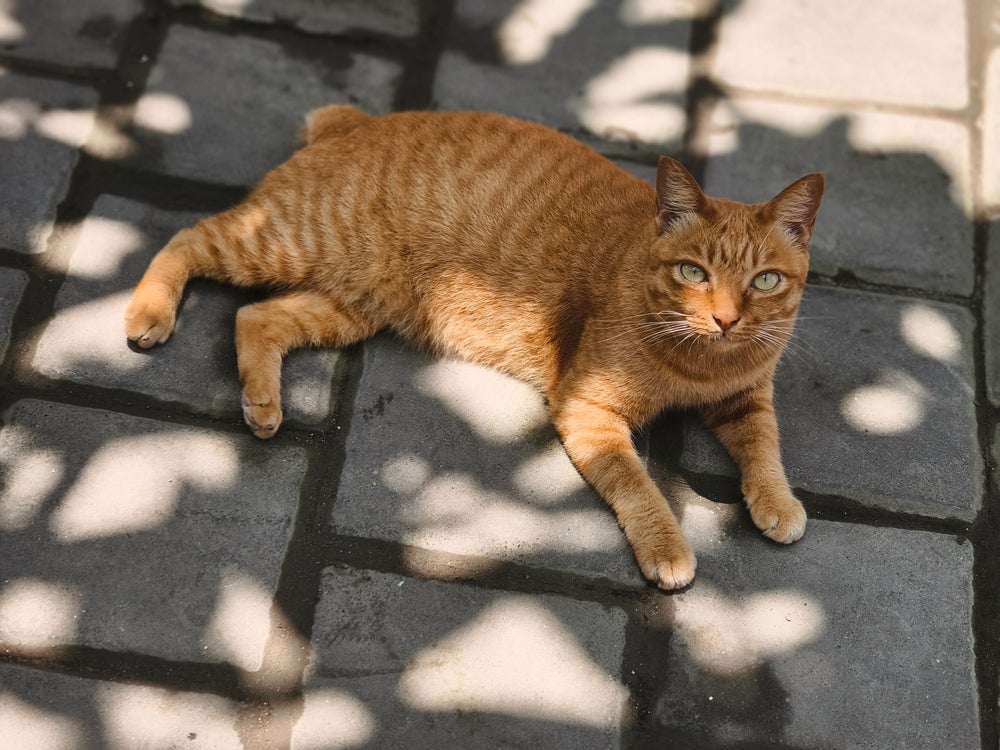 O gato Manês não tem cauda ou apresenta um rabo muito pequeno.