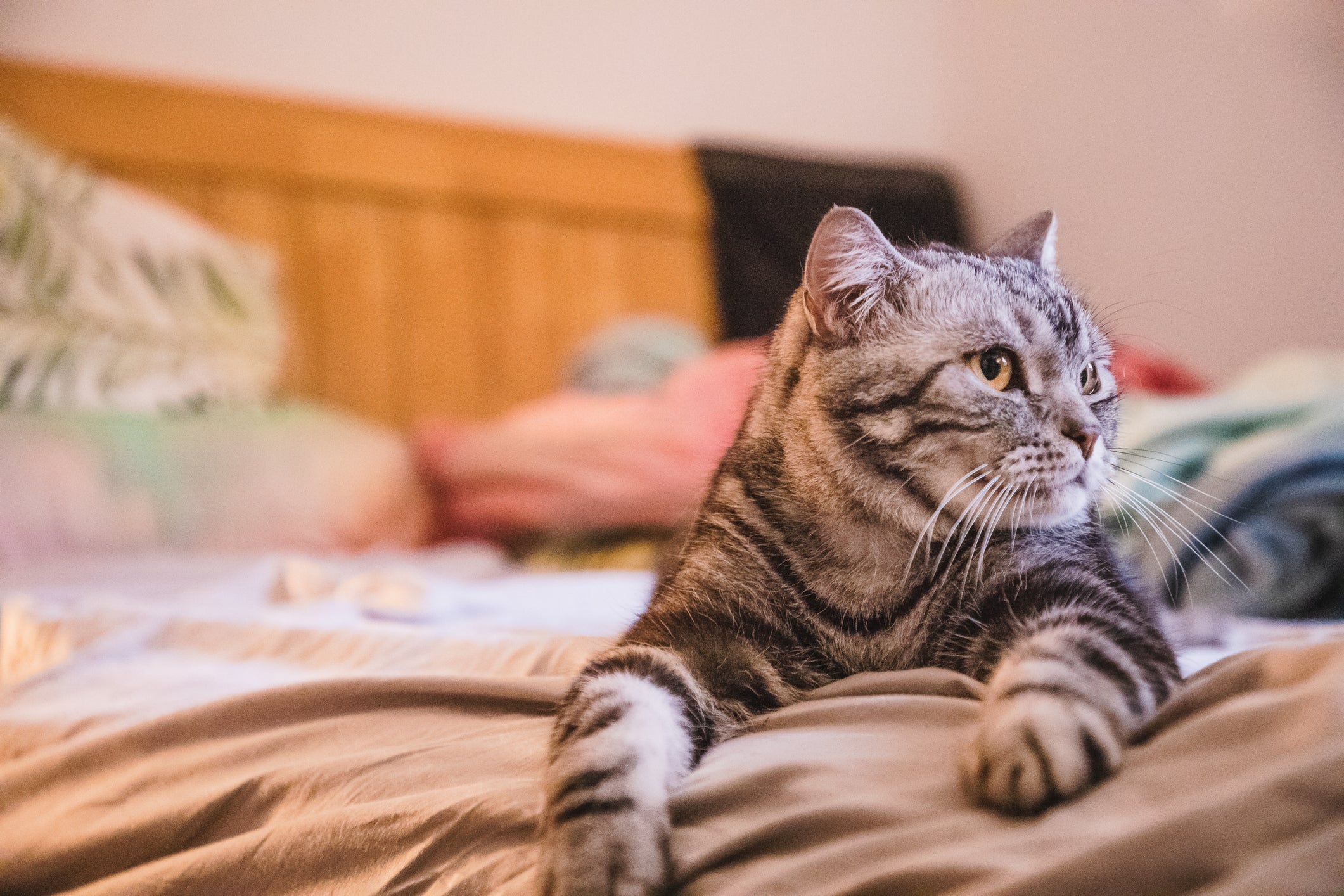 Saiba como fazer o gato parar de marcar território com algumas dicas