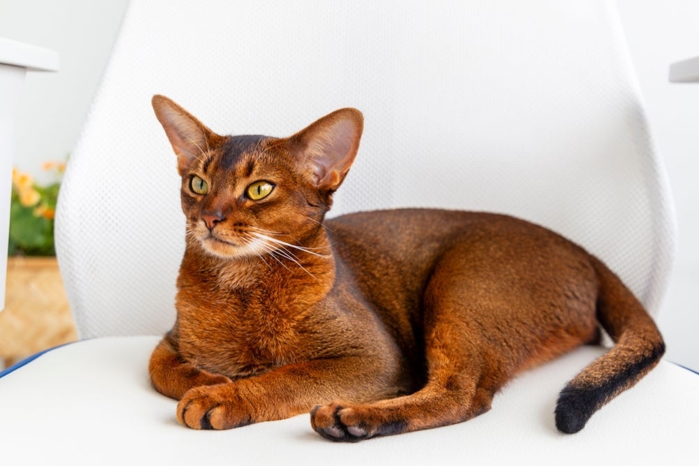 Gato marrom exótico: Abissínio exibe pelagem em tom canela