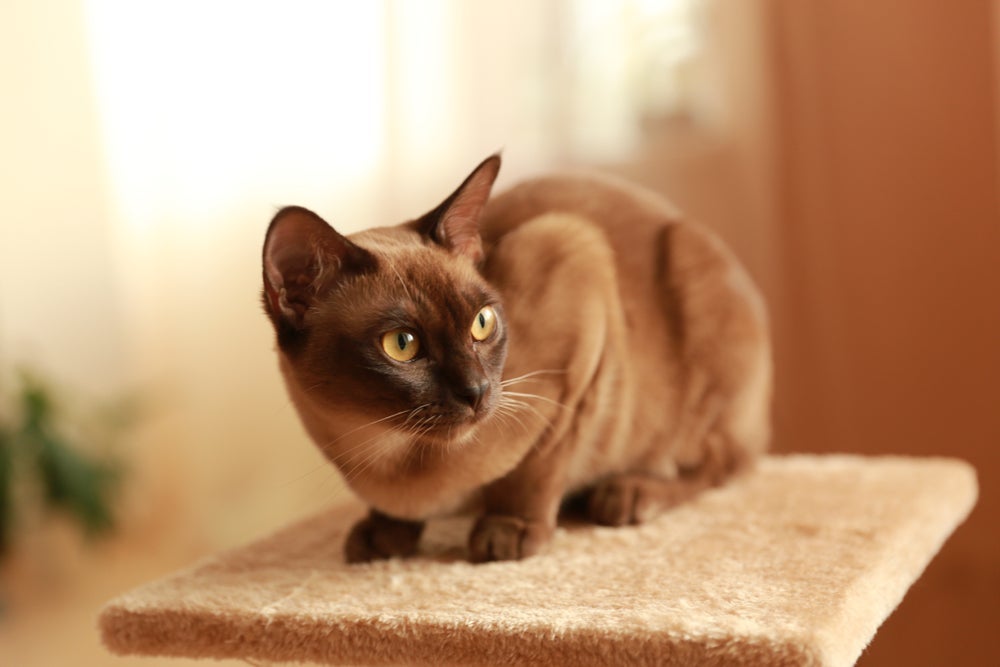 Gato marrom: Burmês é descendente direto do Siamês