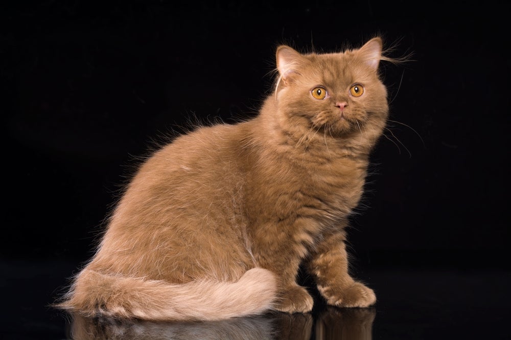 Gato marrom: o British Longhair é versão peluda do British Shorthair 