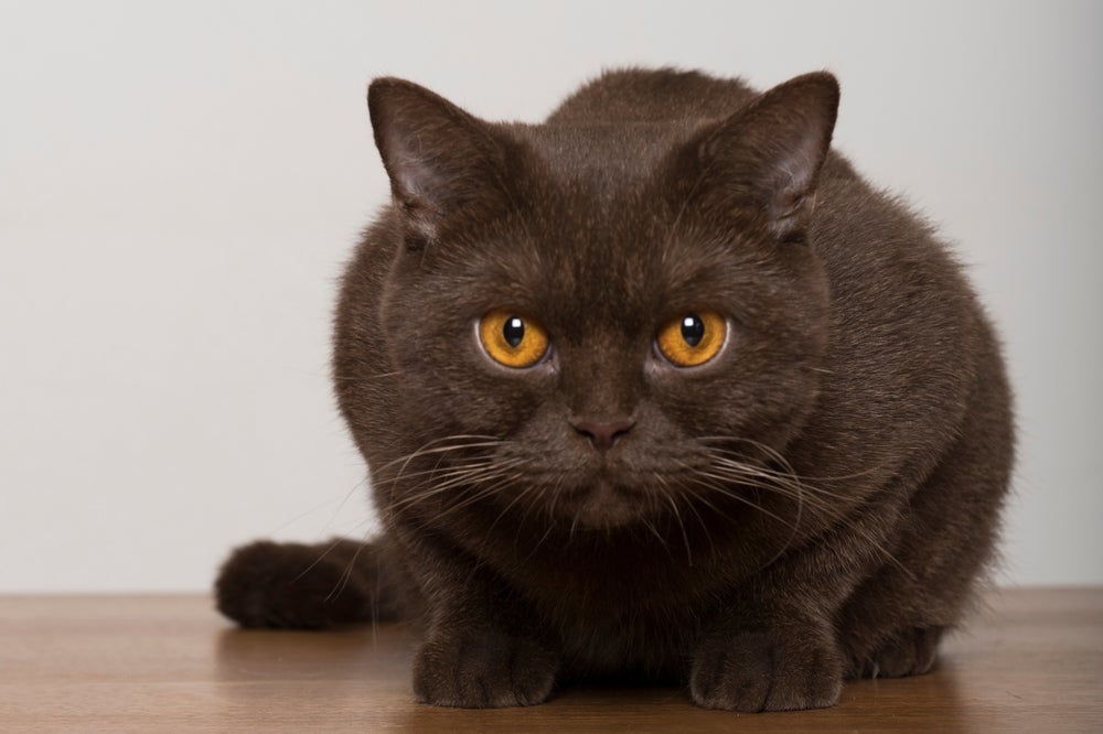 De aparência fofinha, o British Shorthair exibe pelagem marrom chocolate
