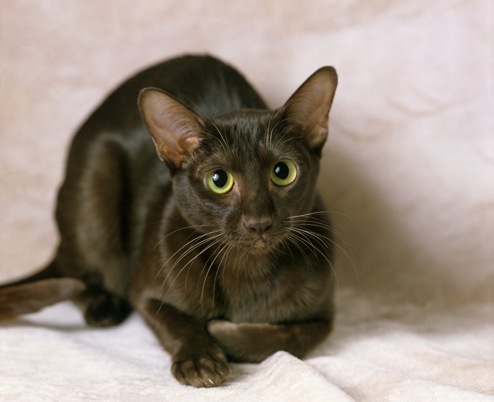 Entre as raças de gato marrom, o Havana Brown é o mais conhecido
