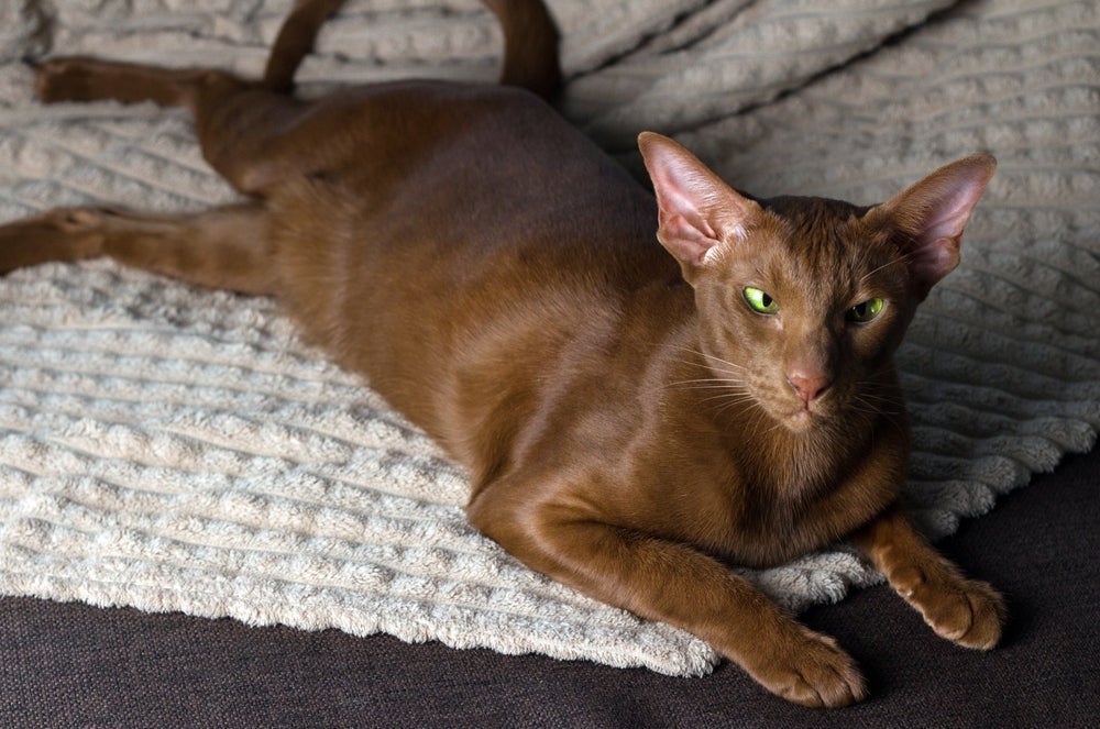 O gato Oriental Shorthair possui pelagem brilhante e macia