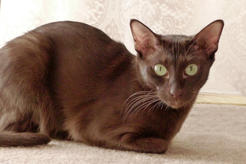 O gato marrom tem uma coloração única e chamativa