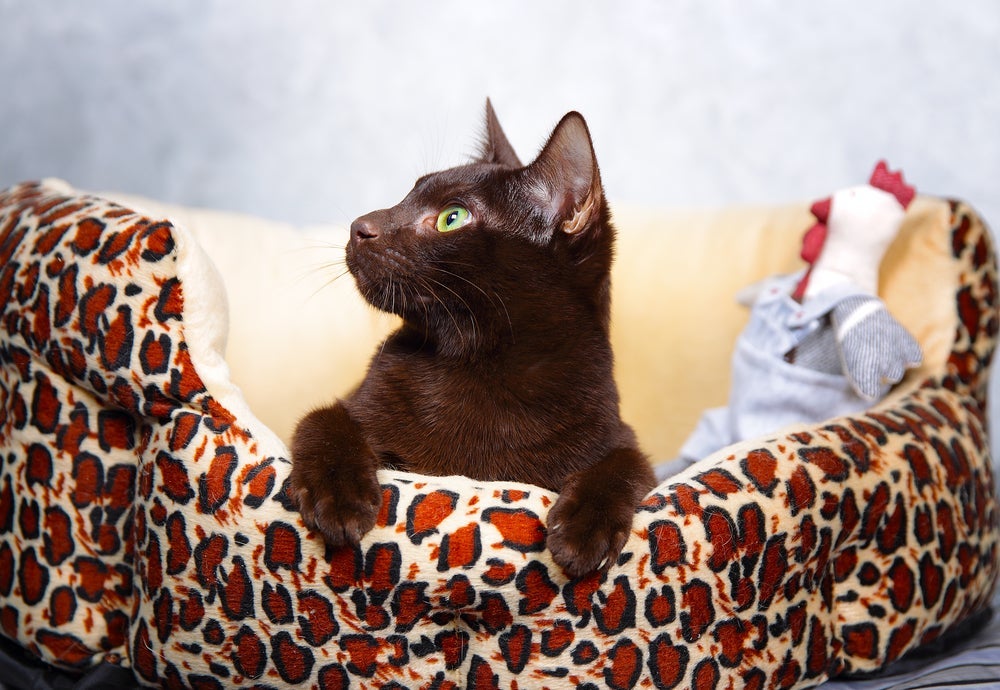 O gato marrom tem um charme único