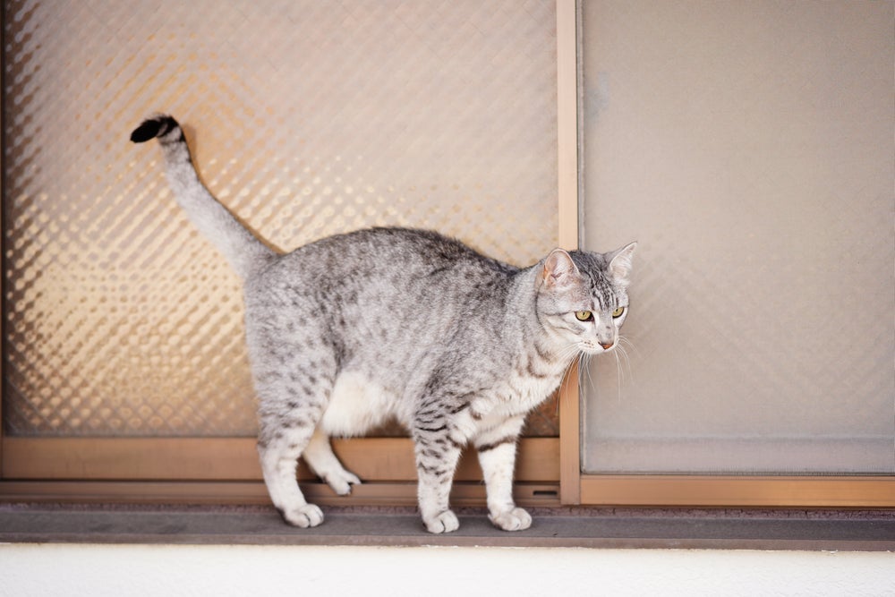 O gato Mau Egípcio tem a pelagem coberta por manchas mais escuras