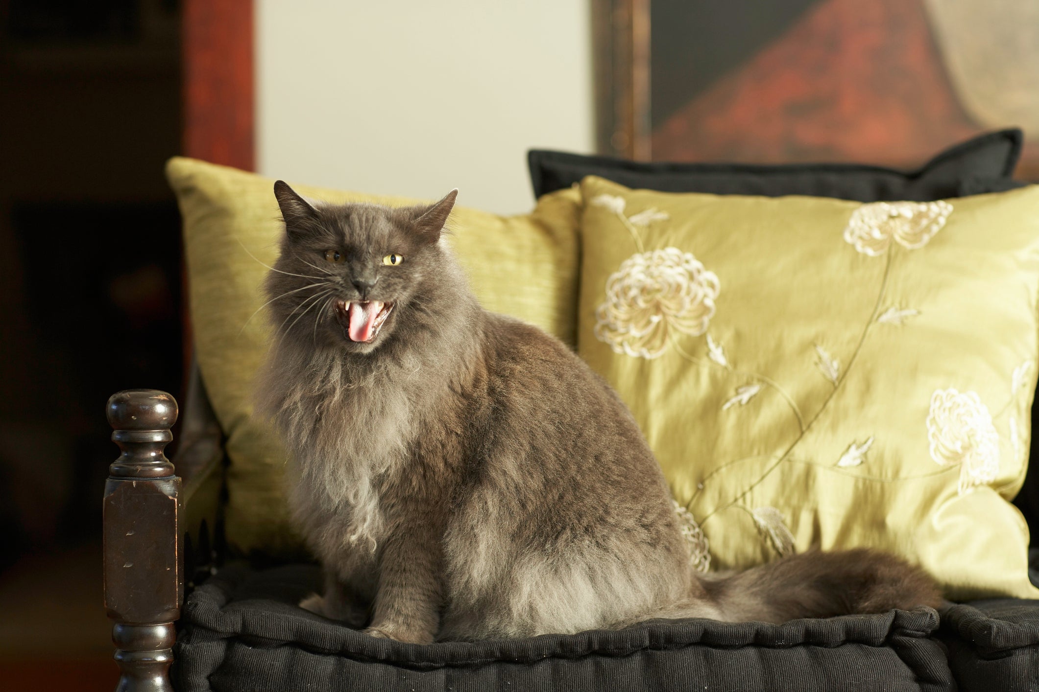 O miado de gato no cio é inconfundível: um som agudo e melancólico