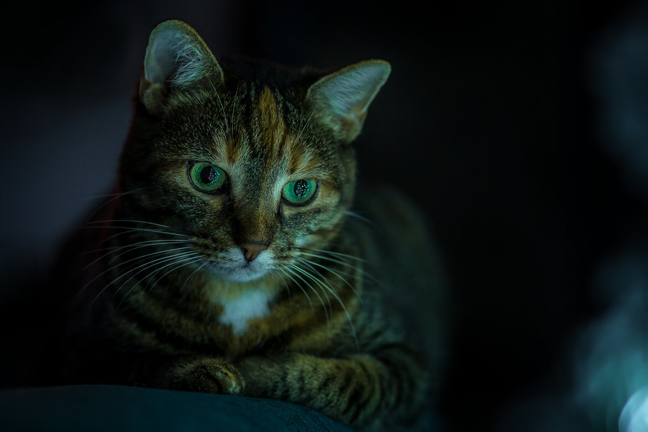 O miado noturno do gato pode ter relação com diversos fatores, de fome e tédio a problemas de saúde