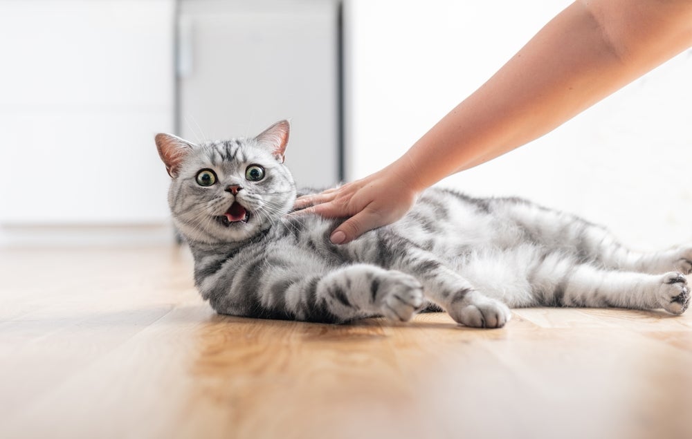 Um gato com miado estranho pode ser estresse
