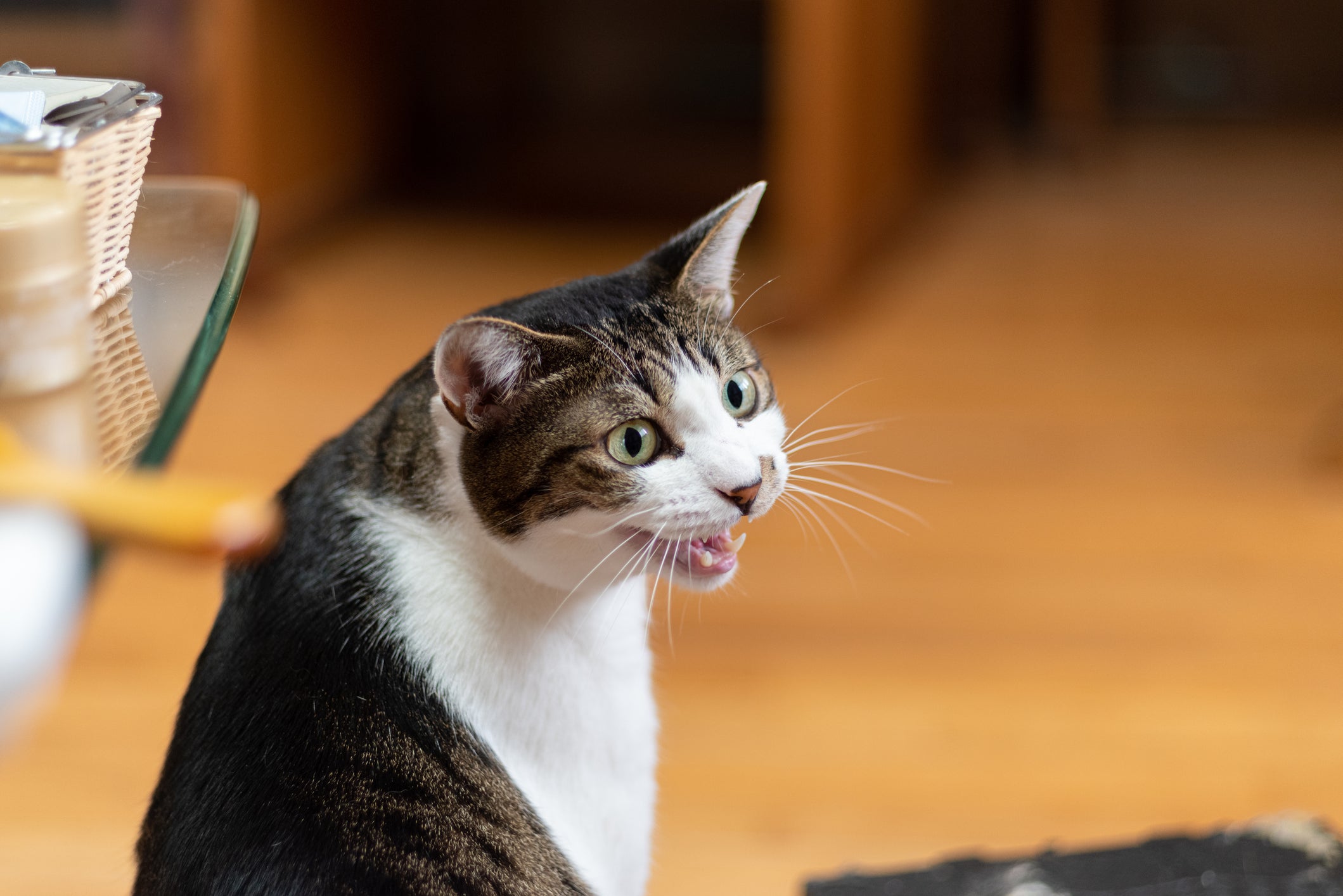 Um gato adulto ou gato filhote miando muito à noite pode estar com fome, dor ou tédio
