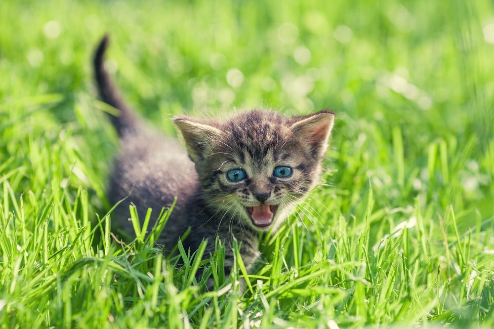 Gatos miando fazem isso para se comunicar