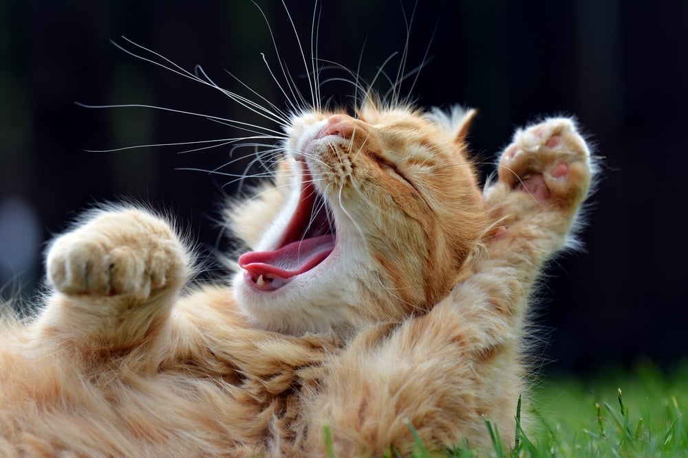 Para fazer o filhote de gato parar de miar é preciso primeiro entender sua motivação