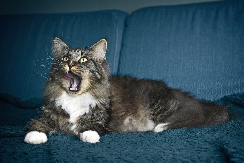Miado de gato pode ser traduzido com aplicativo que usa Inteligência Artificial