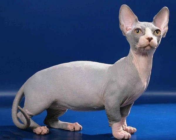 Minskin: gato pode ser encontrado em diferentes cores e tonalidades (Créditos: Divulgação)