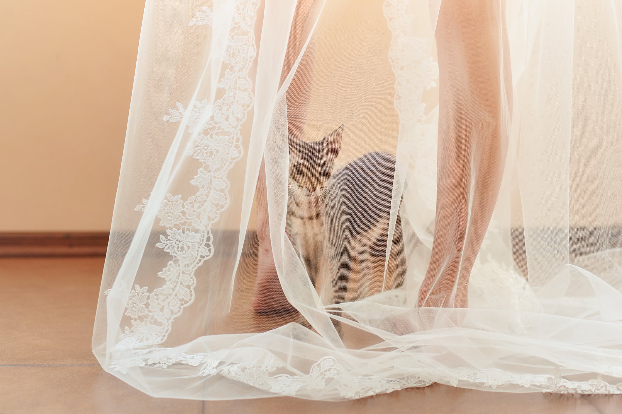 O filhote de gato pelado é muito ativo e curioso, por isso precisa de muitos estímulos
