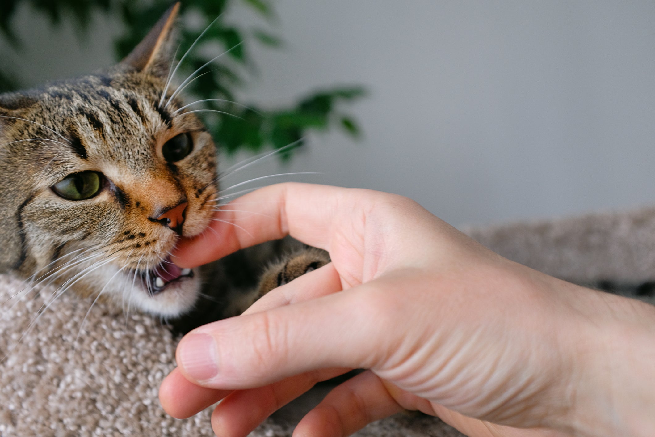Como fazer meu gato parar de morder: o primeiro passo é entender o motivo por trás do comportamento