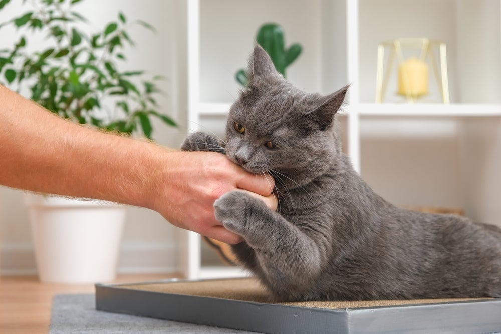 Como fazer gato parar de morder: algumas dicas podem ajudar o tutor nessa missão.