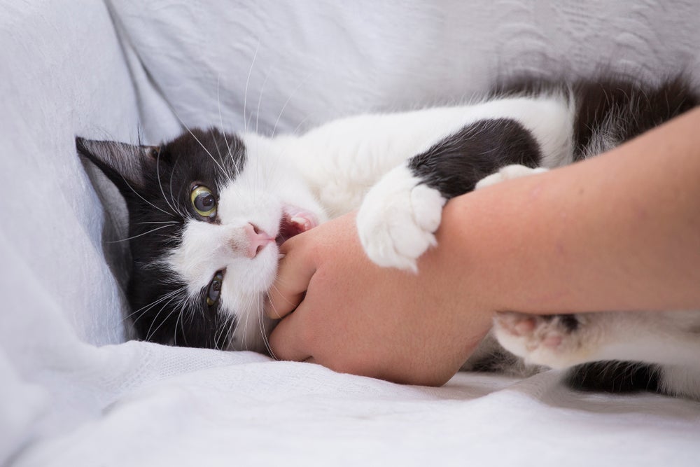 Gato mordendo: existem algumas maneiras de evitar esse problema!