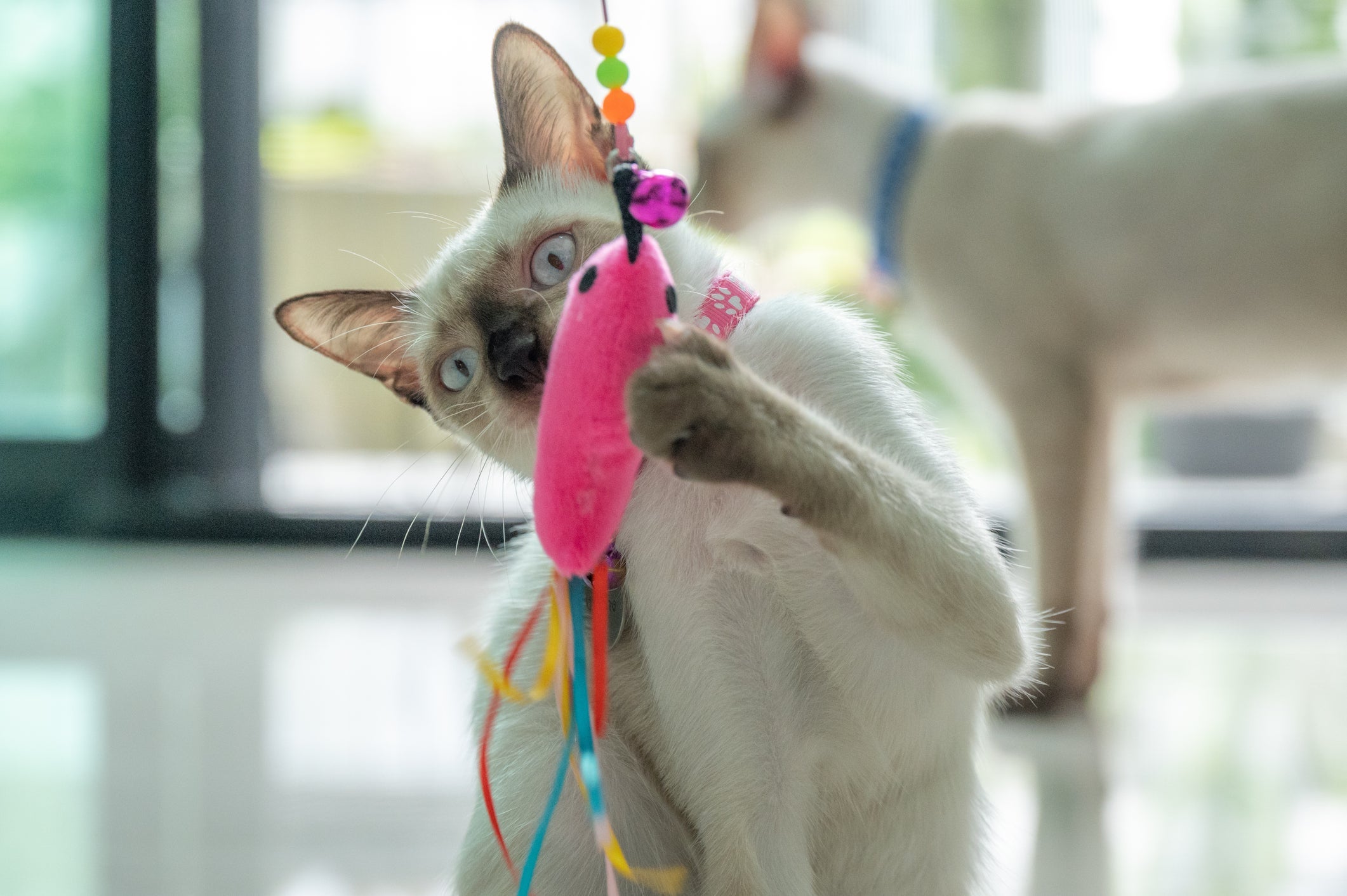 O gato mordendo pode ser uma forma de brincadeira
