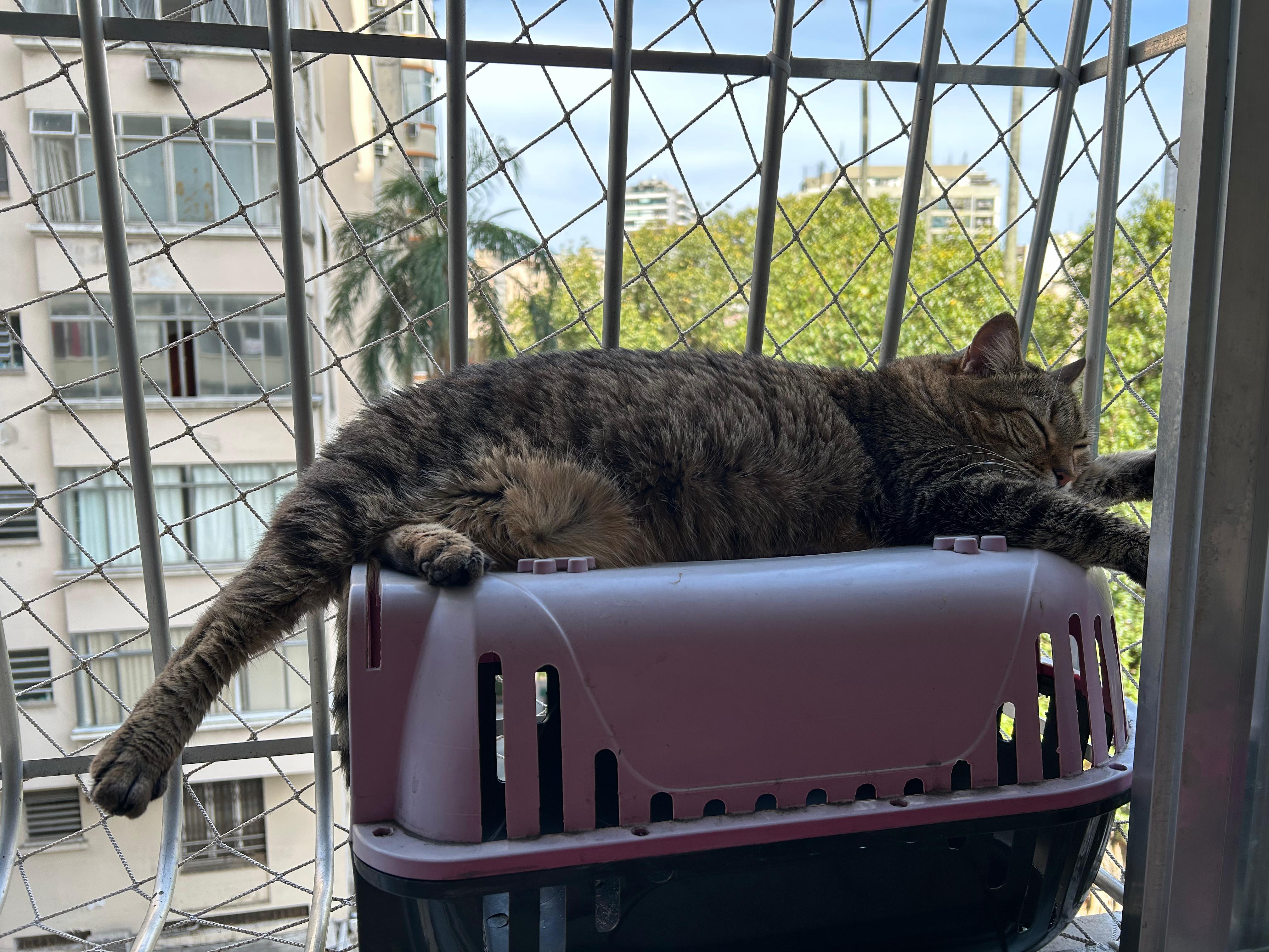 A Duda faz vários tipos de enriquecimento ambiental na janela para os gatos (Créditos: Arquivo Pessoal)
