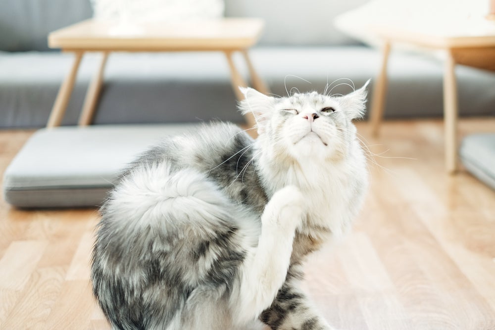 Pulga de gato: remédios podem ajudar a eliminar os parasitas